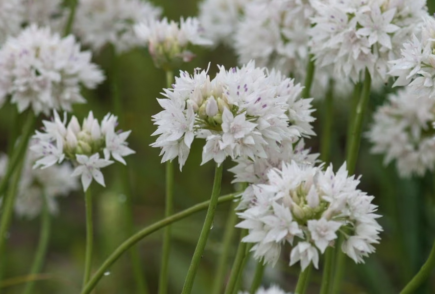 Česnek 'Graceful Beauty' - Allium amplectens 'Graceful Beauty'