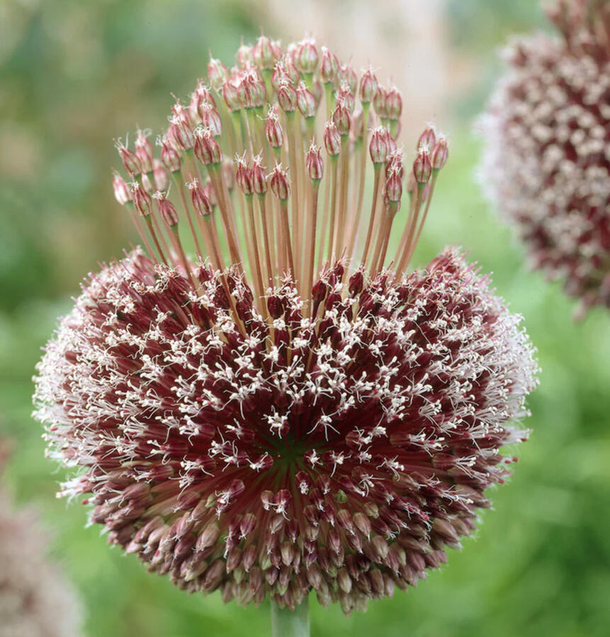 Česnek 'Forelock' - Allium 'Forelock'