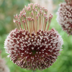 Česnek 'Forelock' - Allium 'Forelock'