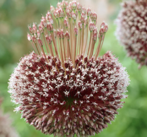Česnek 'Forelock' - Allium 'Forelock'