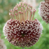 Allium 'Forelock'.png