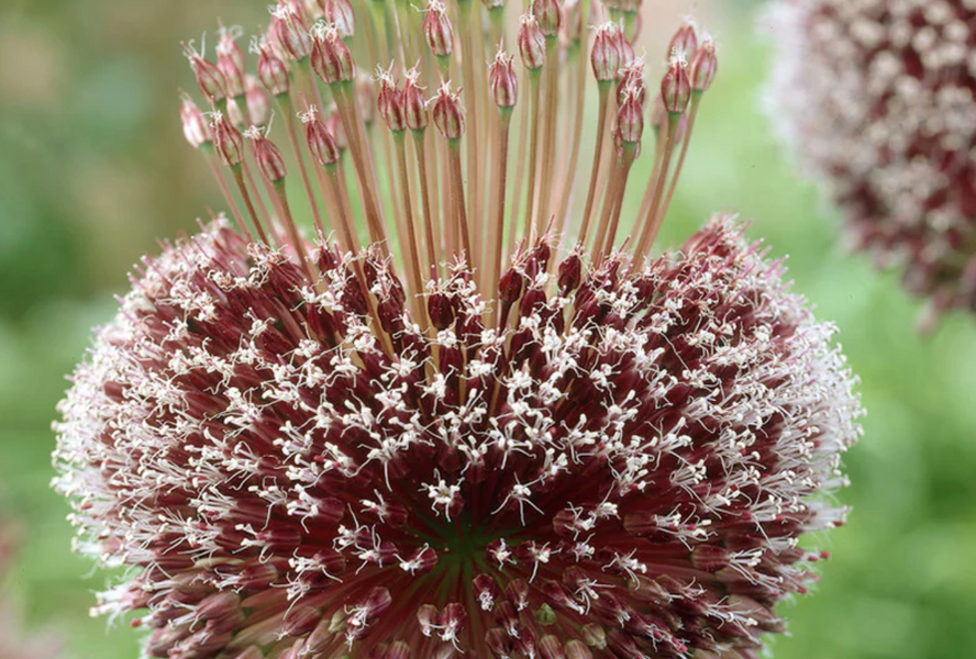 Česnek 'Forelock' - Allium 'Forelock'