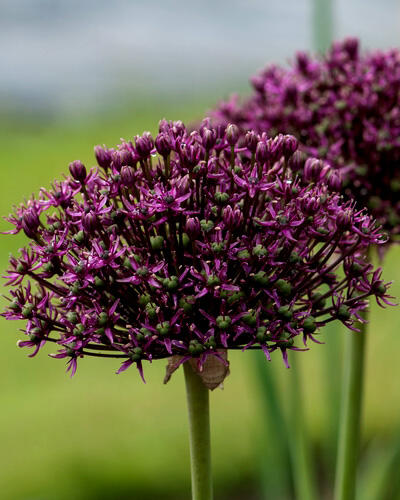Česnek 'Miami' - Allium 'Miami'