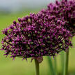 Česnek 'Miami' - Allium 'Miami'