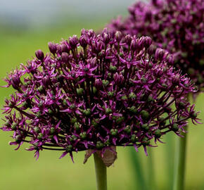 Česnek 'Miami' - Allium 'Miami'