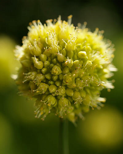 Česnek šikmý - Allium obliquum