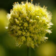 Česnek šikmý - Allium obliquum