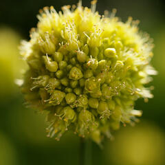 Česnek šikmý - Allium obliquum
