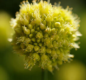 Česnek šikmý - Allium obliquum