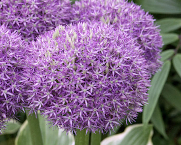 Česnek 'Pinball Wizard' - Allium 'Pinball Wizard'