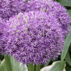 Česnek 'Pinball Wizard' - Allium 'Pinball Wizard'