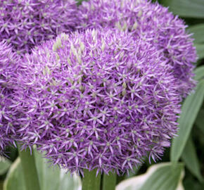 Česnek 'Pinball Wizard'