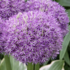 Allium 'Pinball Wizard'.png