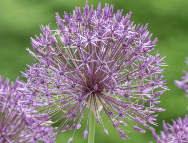 Česnek 'Purple Rain' - Allium 'Purple Rain'