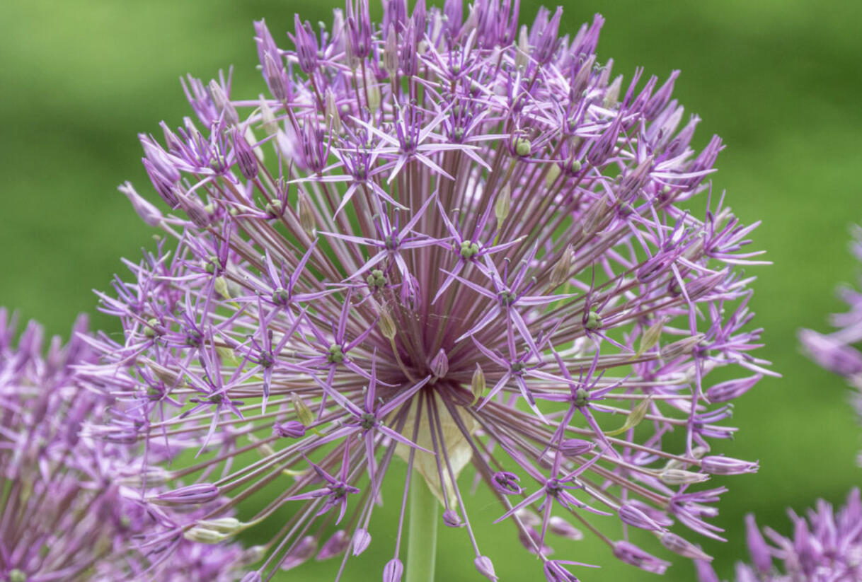 Česnek 'Purple Rain' - Allium 'Purple Rain'