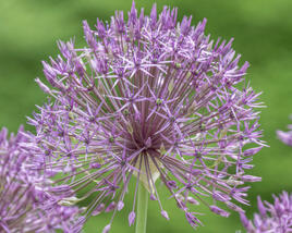 Česnek 'Purple Rain'