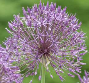 Česnek 'Purple Rain' - Allium 'Purple Rain'