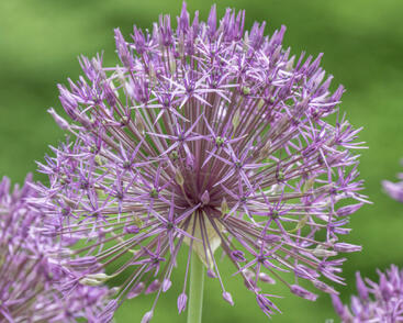 Česnek 'Purple Rain'
