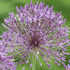 Allium 'Purple Rain'.png