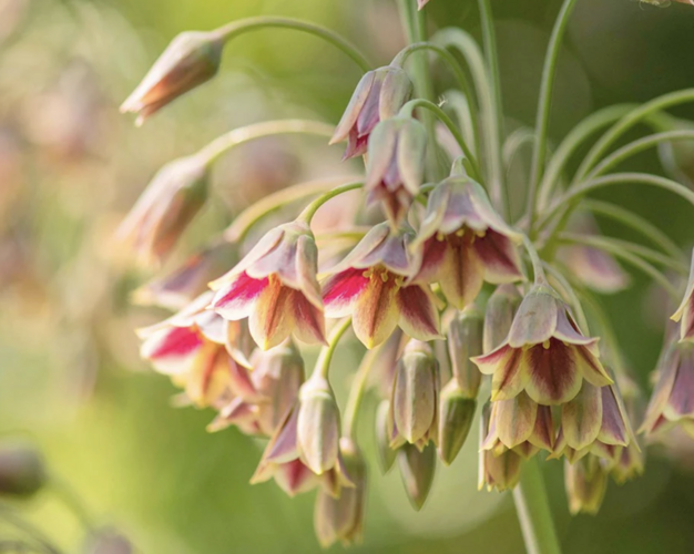 Česnek sicilský - Allium siculum
