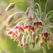 Česnek sicilský - Allium siculum