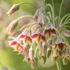 Česnek sicilský - Allium siculum