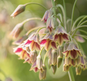 Česnek sicilský - Allium siculum