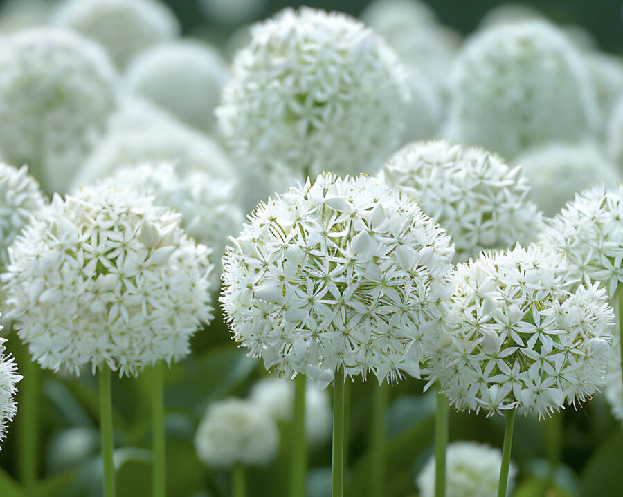 Česnek 'White Giant' - Allium 'White Giant'