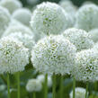Česnek 'White Giant' - Allium 'White Giant'
