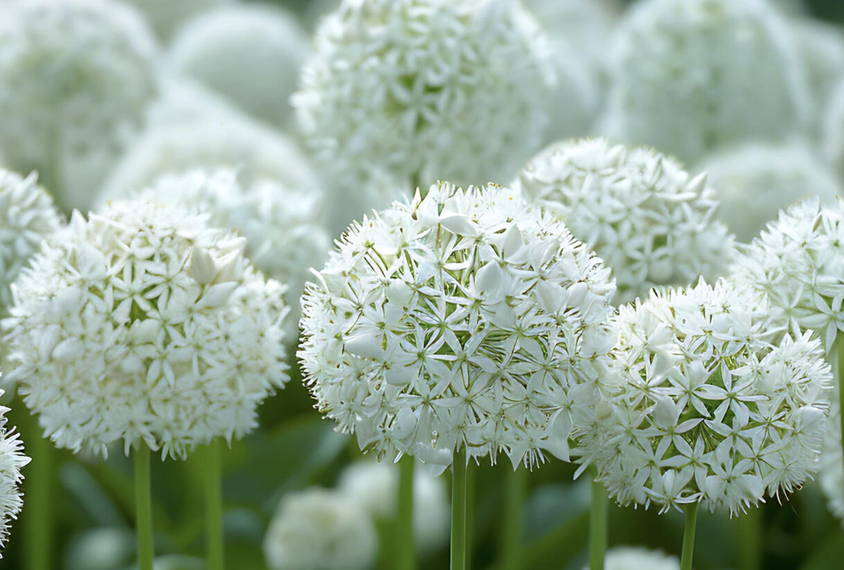 Česnek 'White Giant' - Allium 'White Giant'