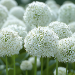 Česnek 'White Giant' - Allium 'White Giant'