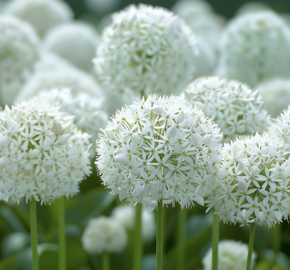 Česnek 'White Giant' - Allium 'White Giant'