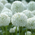 Allium 'White Giant'.png
