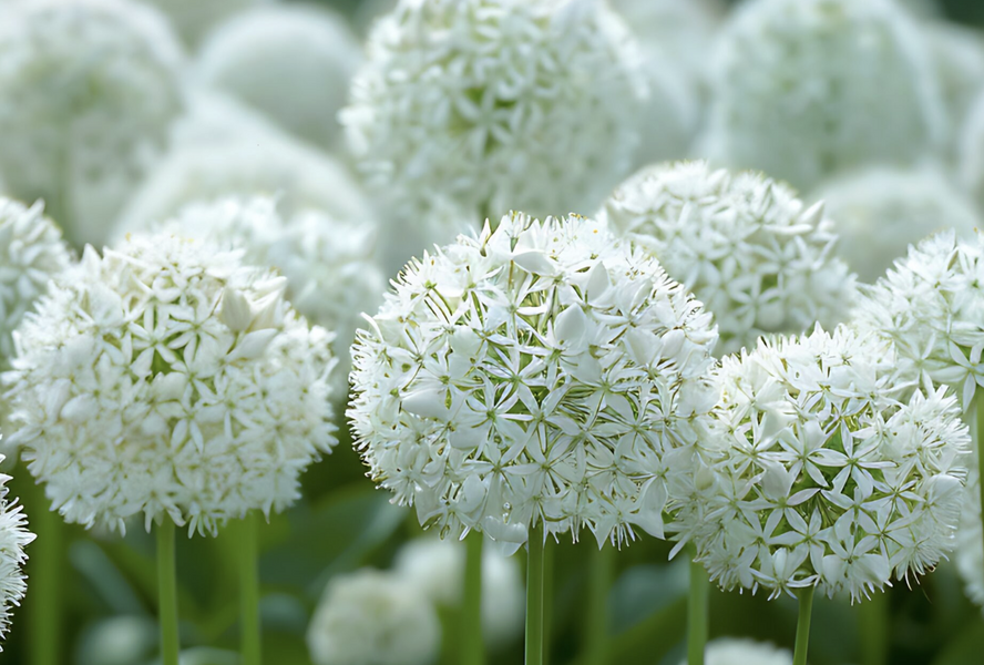 Česnek 'White Giant' - Allium 'White Giant'