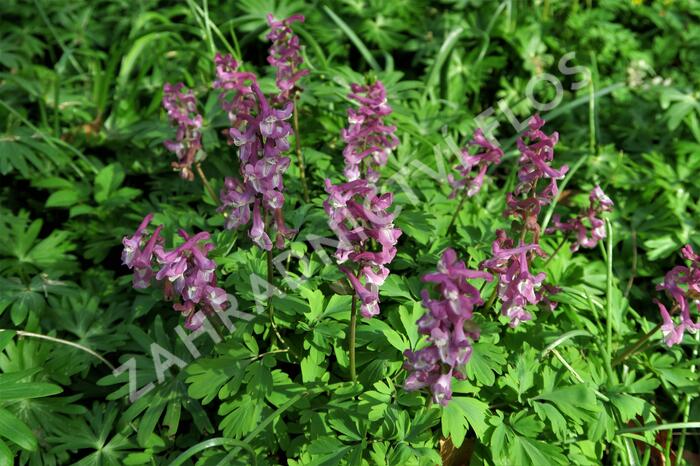 Dymnivka dutá - Corydalis cava