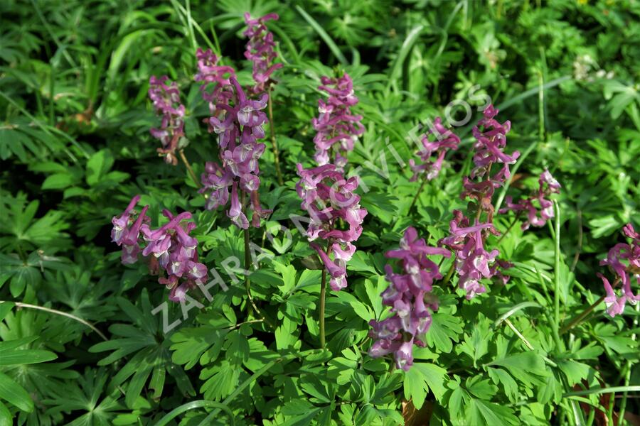 Dymnivka dutá - Corydalis cava