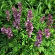 Dymnivka dutá - Corydalis cava