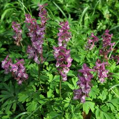 Dymnivka dutá - Corydalis cava