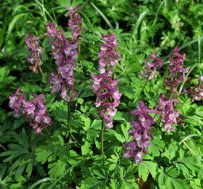 Dymnivka dutá - Corydalis cava