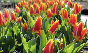 Tulipa praestans 'Fusilier'.JPG