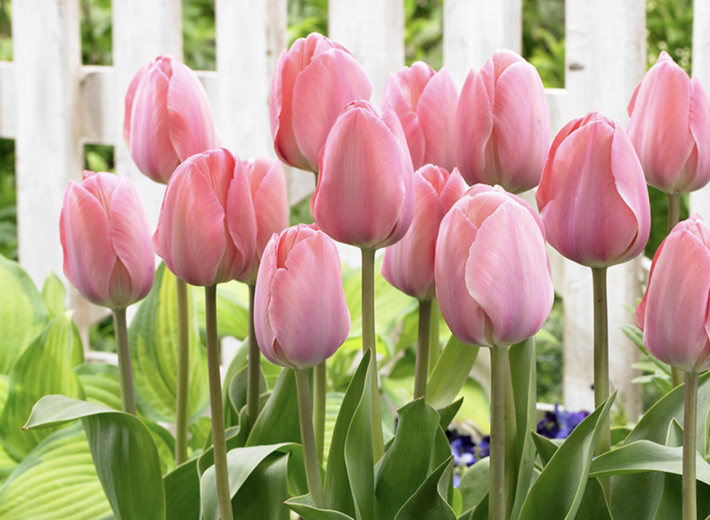 Tulipa Darwin hybrid ''Mystic van Eyck''