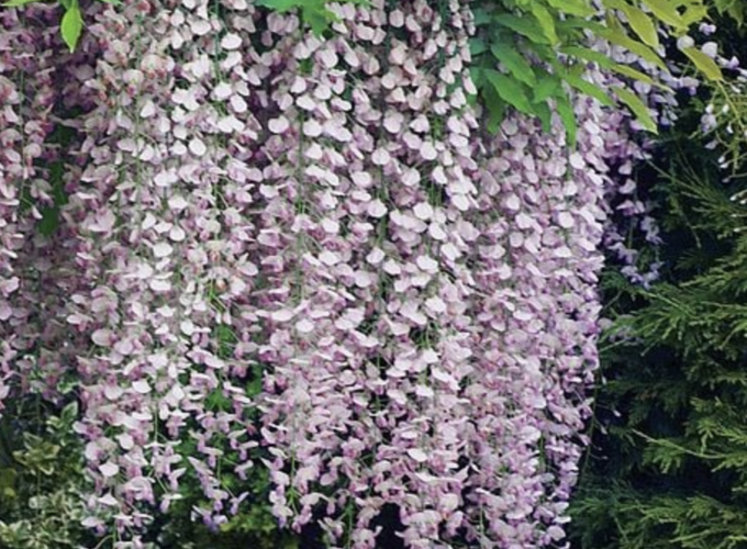 Vistárie čínská 'Rosea' - Wisteria sinensis 'Rosea'