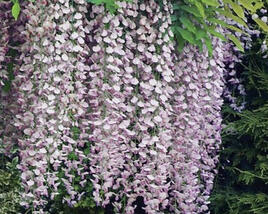 Vistárie čínská 'Rosea'