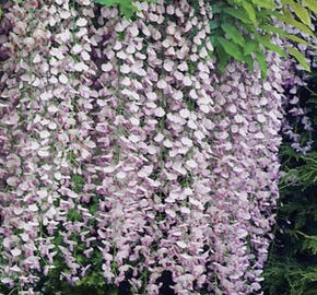 Vistárie čínská 'Rosea'