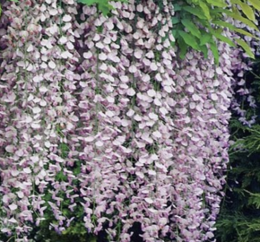 Vistárie čínská 'Rosea' - Wisteria sinensis 'Rosea'