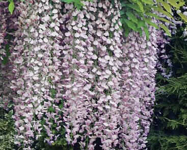 Vistárie čínská 'Rosea'