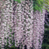 Wisteria sinensis 'Rosea'.png