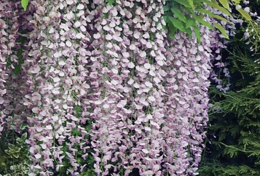 Vistárie čínská 'Rosea' - Wisteria sinensis 'Rosea'