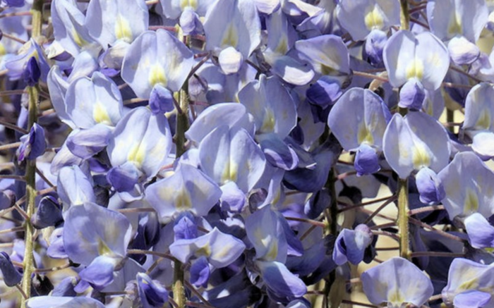 Vistárie květnatá 'Blue Dream' - Wisteria floribunda 'Blue Dream'