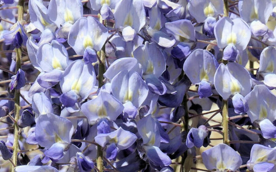 Vistárie květnatá 'Blue Dream' - Wisteria floribunda 'Blue Dream'